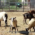 Rurales Els Masos D'en Coll *