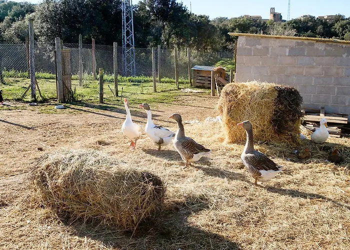 Rurales Els Masos D'en Coll *