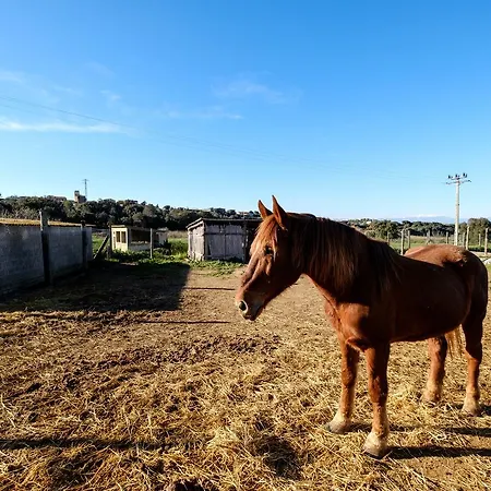 Els Masos D'en Coll Casa rural