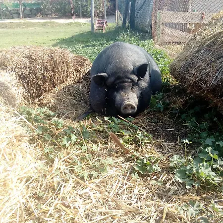 Els Masos D'en Coll Casa rural *